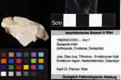 Foto (Objket + Etiketten) von Decapoda indet. 